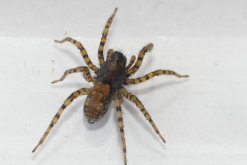 Arctosa perita